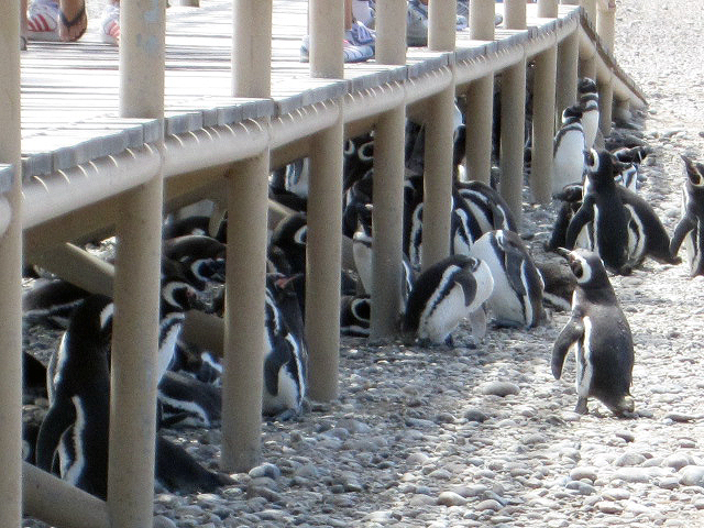 Puerto Penguins