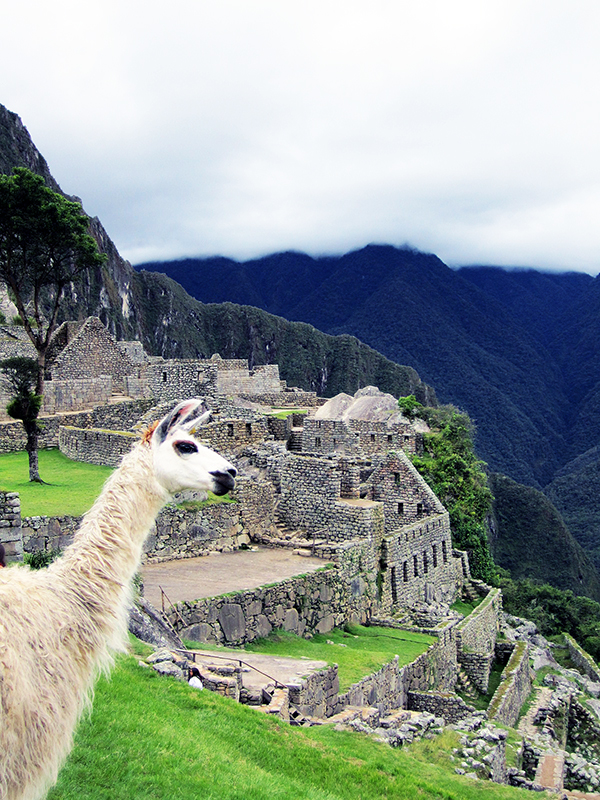 Machu_llama1