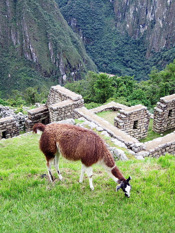 Machu_llama2