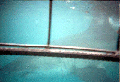 View from the Shark Cage