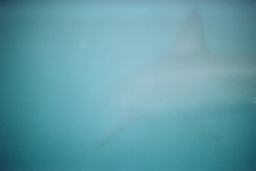 View from the Shark Cage