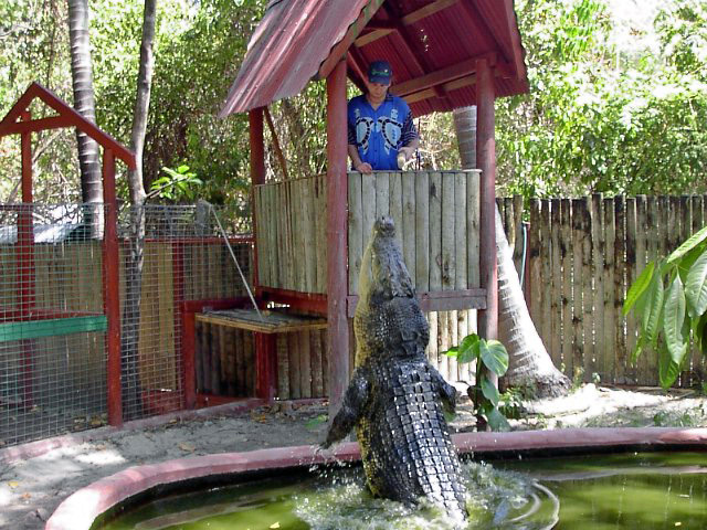 Crocodile