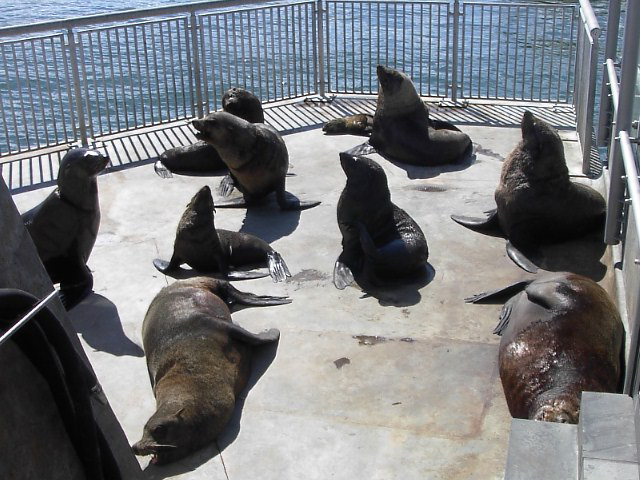 Seals in the harbour