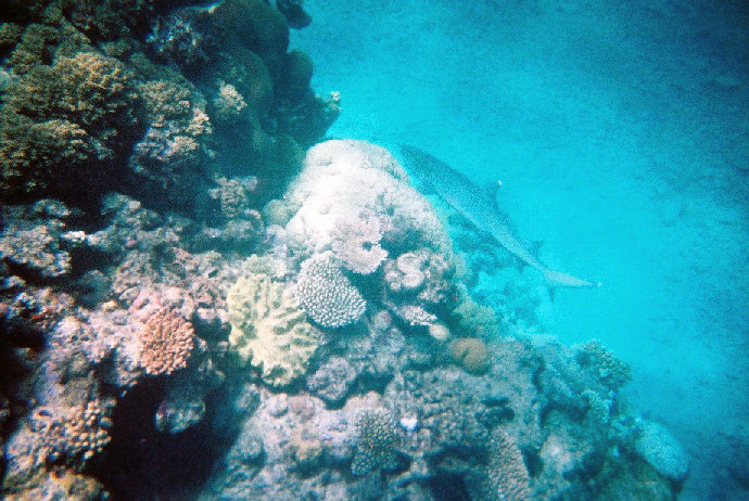 White Tip Shark