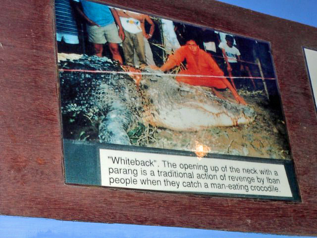 Whiteback